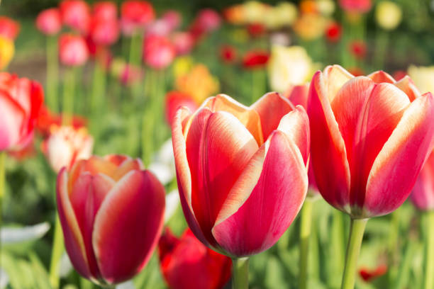 istock Red tulip flowers close-up 693738000