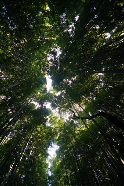 istock Bamboo Grove, Kyoto 693741132
