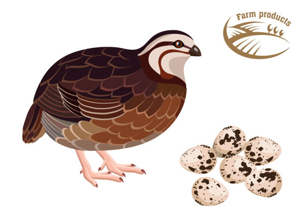 Quail. Farm products. Colored illustration Quail. Farm products. Colored illustration on white quail bird stock illustrations