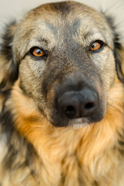 istock Dog with brown fur close-up looks forward. Vertical shot. 693744202