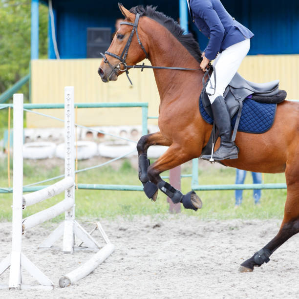 pferd mit reiter springen hürde auf springreiten - horse show jumping jumping performance stock-fotos und bilder