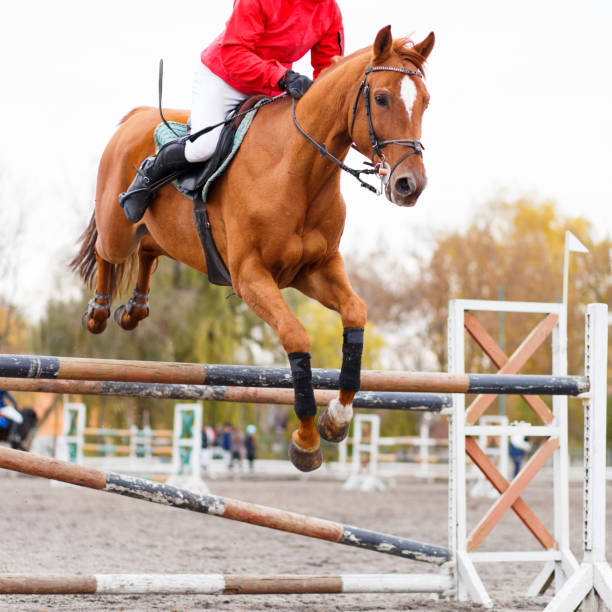 istock Sorrel horse with rider man jumping over obstacle 693744652