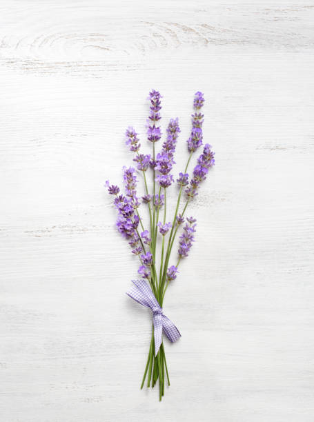istock Bundle of lavender on old wooden board painted white. 693744728
