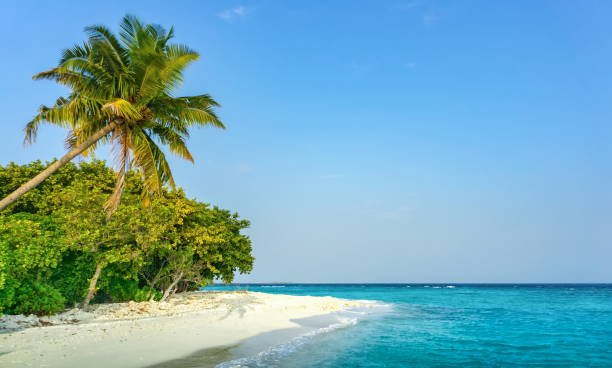 istock Beach and seascape view with palm tree on Maldives 693744856