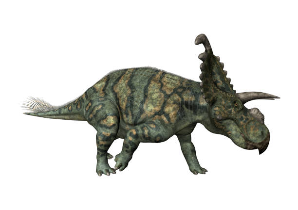 istock 3D Render of Dinosaur Albertaceratops on White 693745112