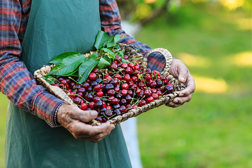 Close-up view of unrecognizable mature man holding a basket full with cherry fruits.