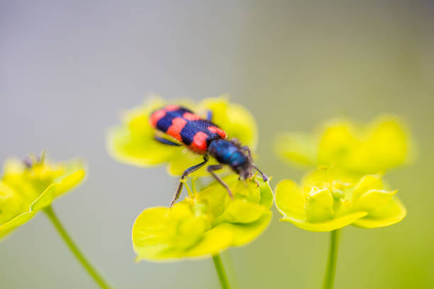 istock Bug insects walking on green leaves. 693751598