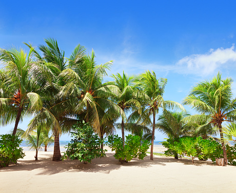 Tropical beach with Coconut palm trees along coastline .  Mahe, Seychelles.