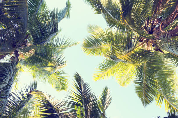 istock Palms against the blue sky.  Low Angle View. Toned image 693755664