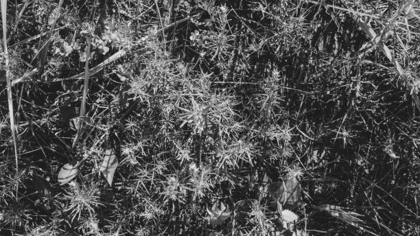 istock Pure environmental wild vegetable life textured pattern in neutral color overhead shot 693755724