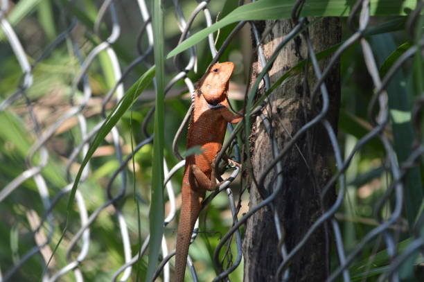 istock Animal Wildlife 693755840