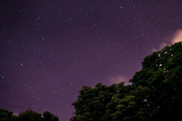istock Starry sky and trees in the foreground 693756554