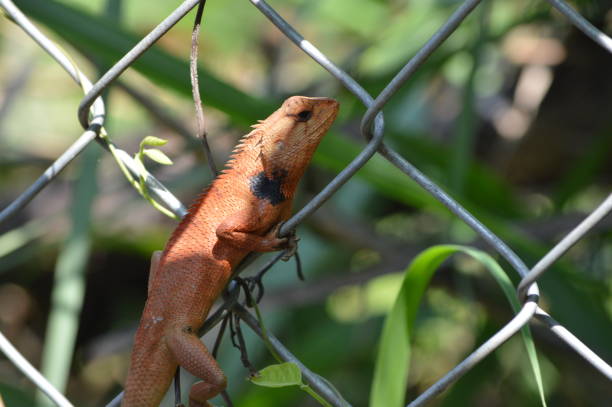 istock Animal Wildlife 693757394