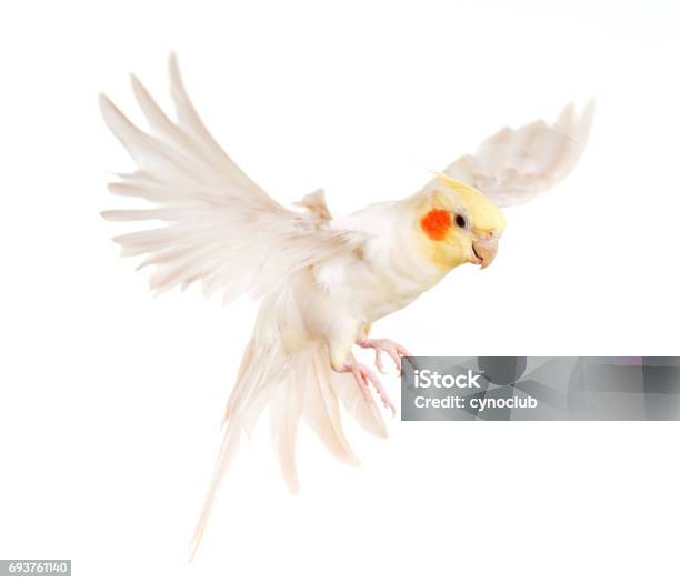 Female Gray Cockatiel Stock Photo - Download Image Now - Cockatiel, Flying, Parrot
