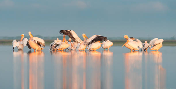 istock Great white pelicans in the morning 693762696
