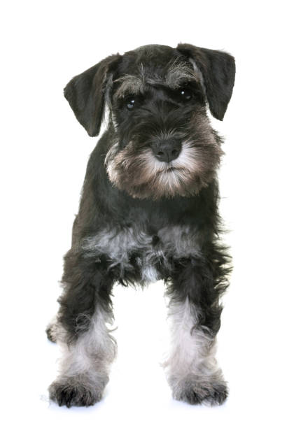 istock puppy miniature schnauzer 693763144