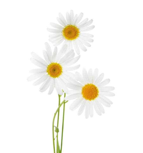 istock Three flowers of Chamomiles  ( Ox-Eye Daisy ) isolated on a white background 693763778