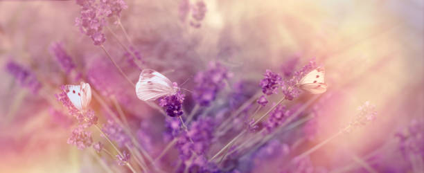 istock Selective focus on butterflies on lavender - beautiful nature 693767124