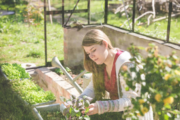 istock Female Working in Greenhouse 693767860