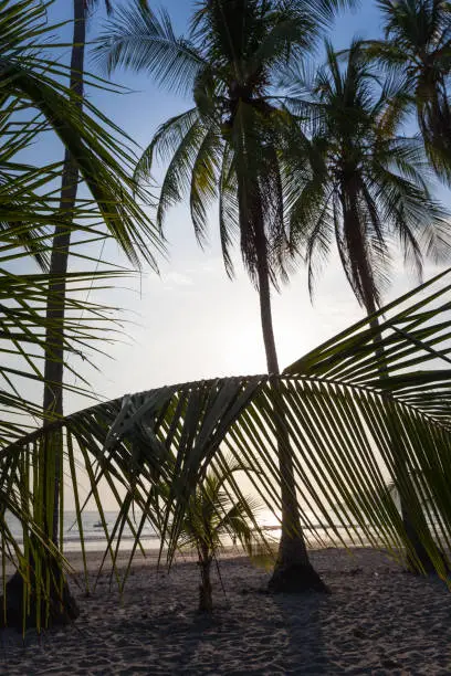 Sunset,beach & palms in Manuel Antonio, Costa Rica