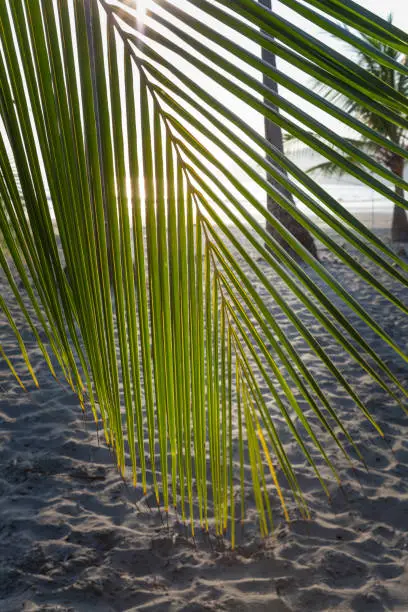 Sunset,beach & palms in Manuel Antonio, Costa Rica
