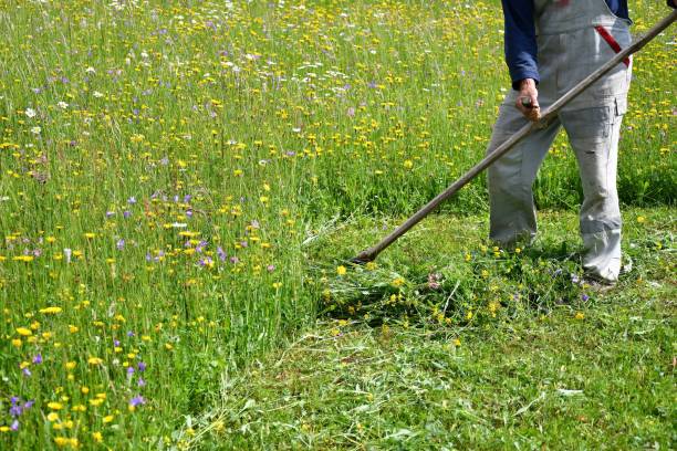 istock mowing the grass traditional way with the scythe 693771260