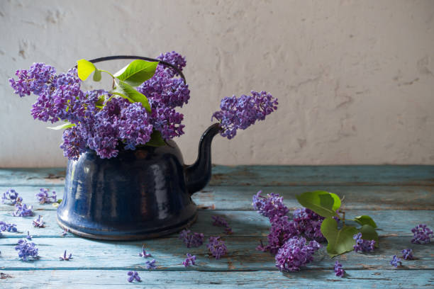 istock lilac flowers in  metal kettle on white old background 693771376