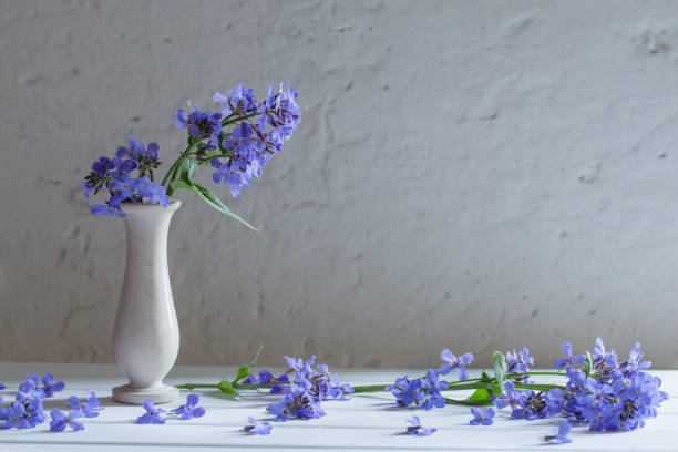 istock Hesperis matronali flowers in vase on white background 693771386