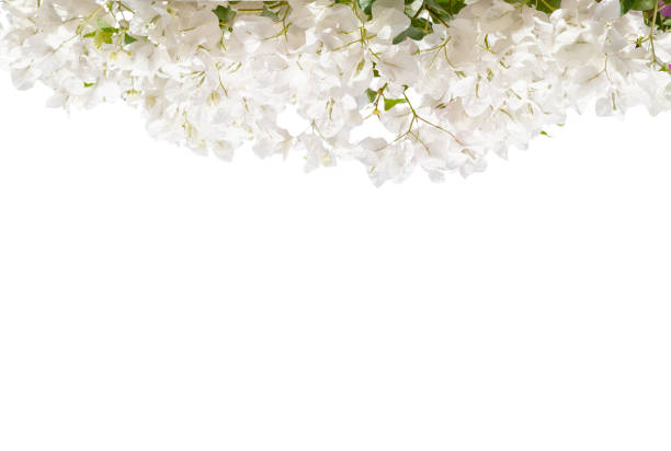 White blooming Bougainvillea  isolated on white background.