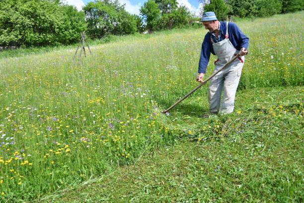istock mowing the grass traditional way with the scythe 693774266