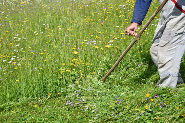 istock mowing the grass traditional way with the scythe 693774314