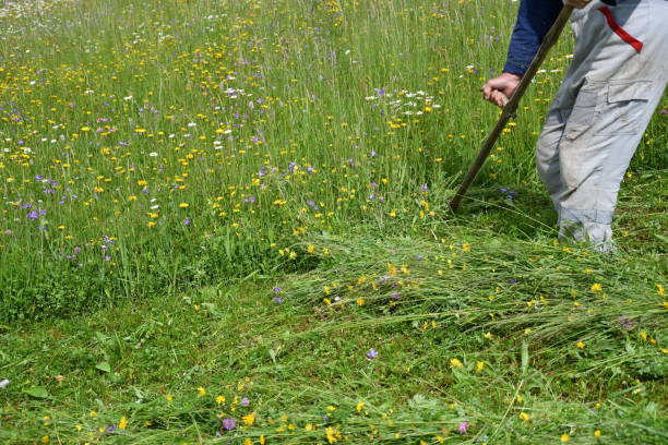 istock mowing the grass traditional way with the scythe 693774372