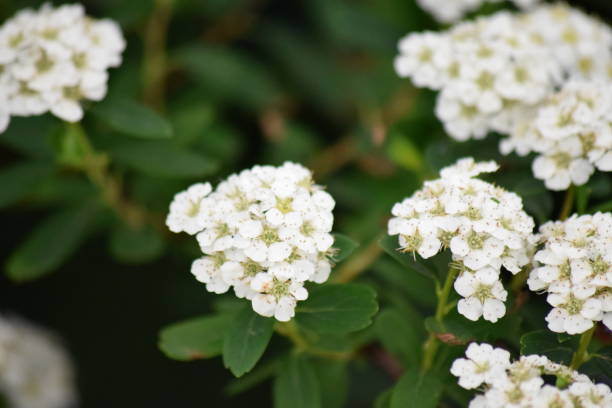 istock close up gypsophila flowers 693780702