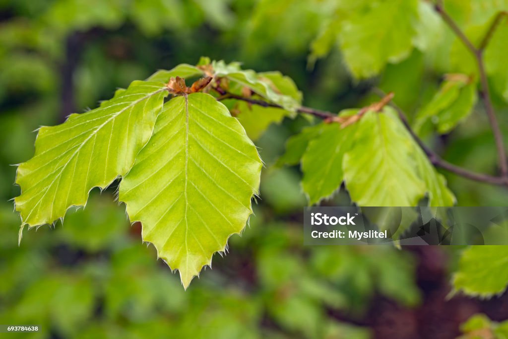 Beech spring leaves Detailed view of spring branches with oak leaves Hedge Stock Photo