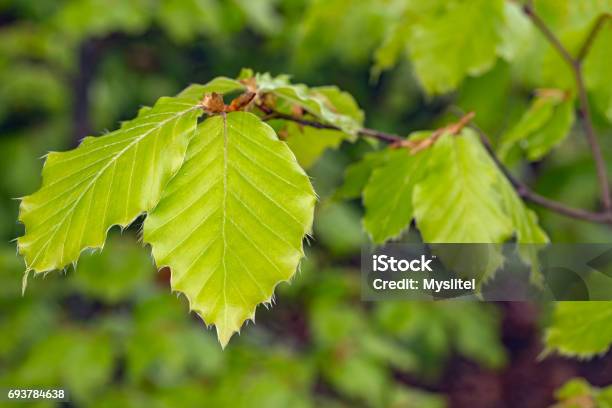 Beech Spring Leaves Stock Photo - Download Image Now - Hedge, Beech Tree, Branch - Plant Part