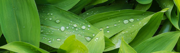 waterdroplets em folhas verdes de lírio do vale - waterdroplets - fotografias e filmes do acervo
