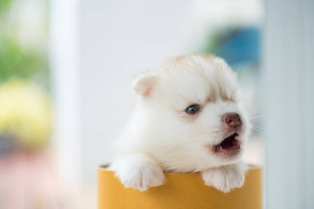 istock Cute siberian puppy in box 693791264