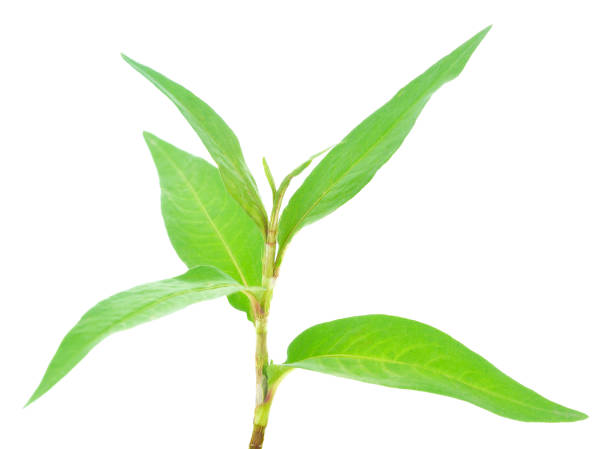 istock Hot mint, Vietnamese mint isolated on white 693791640