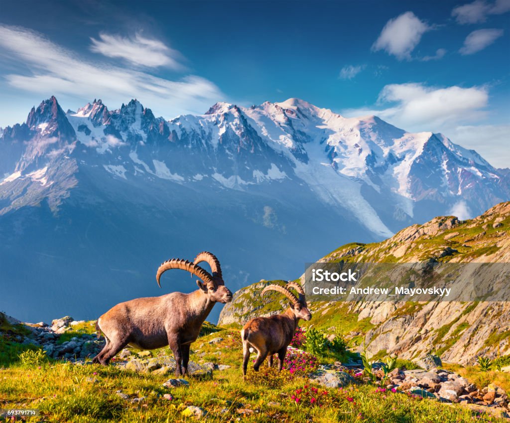 Alpine Ibex (Capra Ibex) on the Mont Blanc (Monte Bianco) background. Alpine Ibex (Capra Ibex) on the Mont Blanc (Monte Bianco) background. Colorful summer morning in the Vallon de Berard Nature Preserve, Graian Alps, France, Europe. Mont Blanc Stock Photo