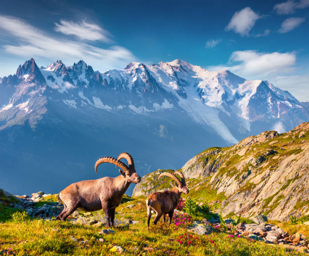 Alpine Ibex (Capra Ibex) on the Mont Blanc (Monte Bianco) background. Alpine Ibex (Capra Ibex) on the Mont Blanc (Monte Bianco) background. Colorful summer morning in the Vallon de Berard Nature Preserve, Graian Alps, France, Europe. mont blanc photos stock pictures, royalty-free photos & images
