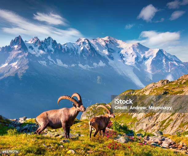 Alpine Ibex Background Stock Photo - Download Image Now