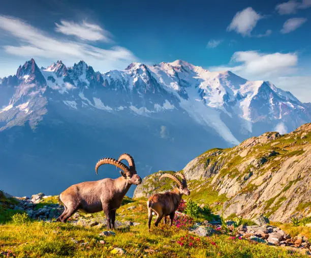 Alpine Ibex (Capra Ibex) on the Mont Blanc (Monte Bianco) background. Colorful summer morning in the Vallon de Berard Nature Preserve, Graian Alps, France, Europe.