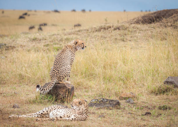 istock Coalition of cheetahs 693795724