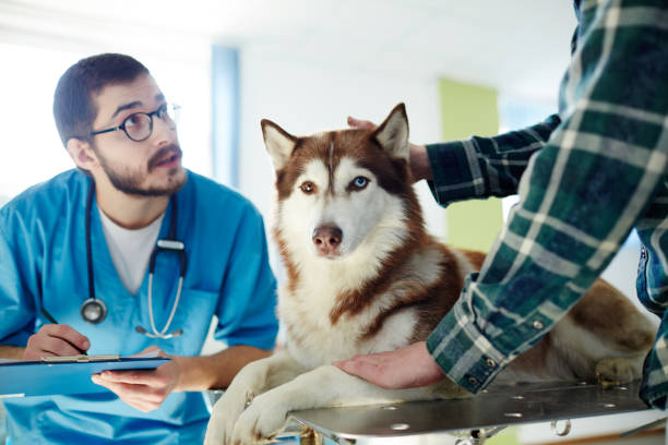 istock Patient of vet clinics 693798194