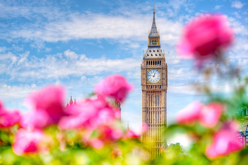 Big Ben, the Palace of Westminster in London, UK. View from a public garden with beautiful roses flowers at sunny spring, summer day.