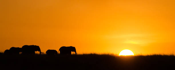 Parade of Elephants