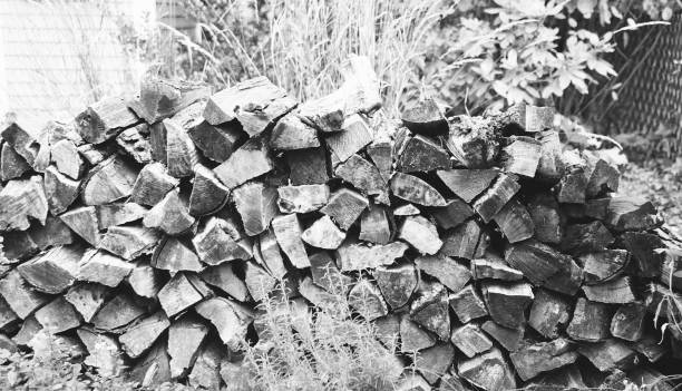 Woodpile stock photo