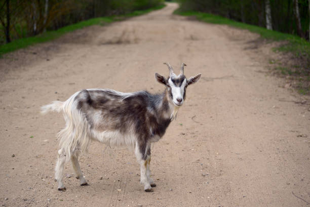 istock Motley goat on a road 693801700
