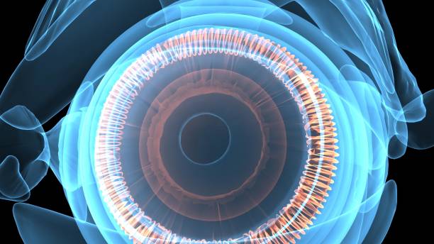 istock 3d illustration of eye anatomy 693803470