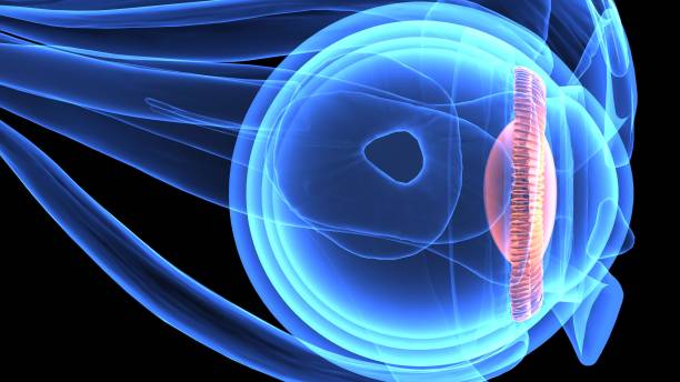 3d illustration of eye anatomy